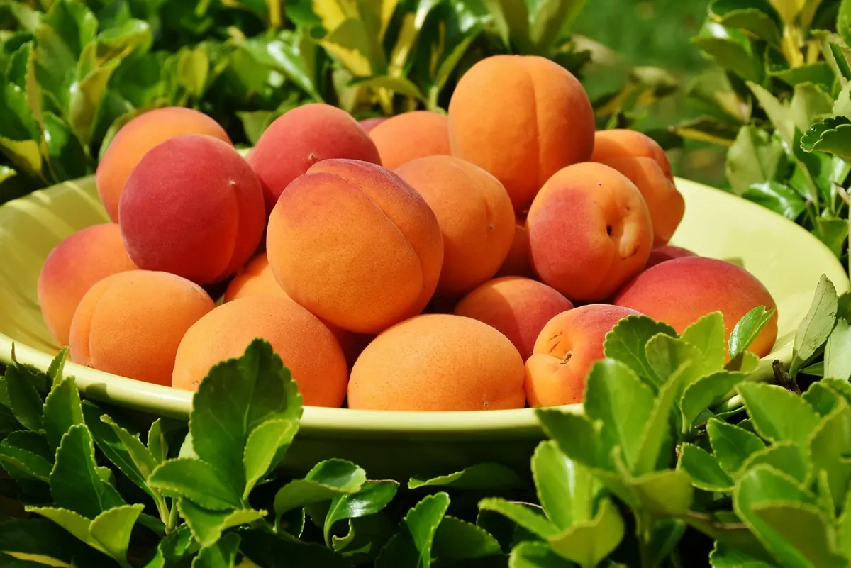 Ripening Peaches, Nectarines and Plums: A Stone Fruit Guide